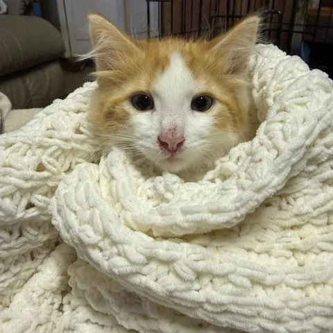A baby small-sized male Orange / Red Domestic Long Hair cat named Elroy for adoption in Estacada, OR