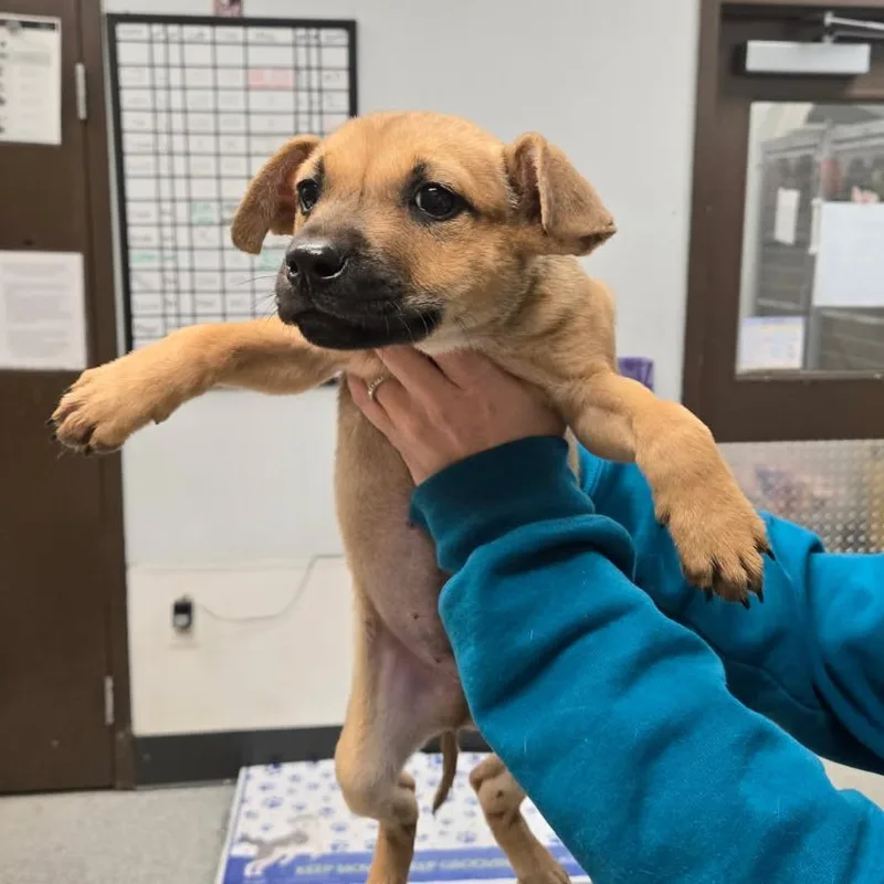 A baby small-sized male Yellow / Tan / Blond / Fawn Shepherd dog named Falkner for adoption in Durango, CO