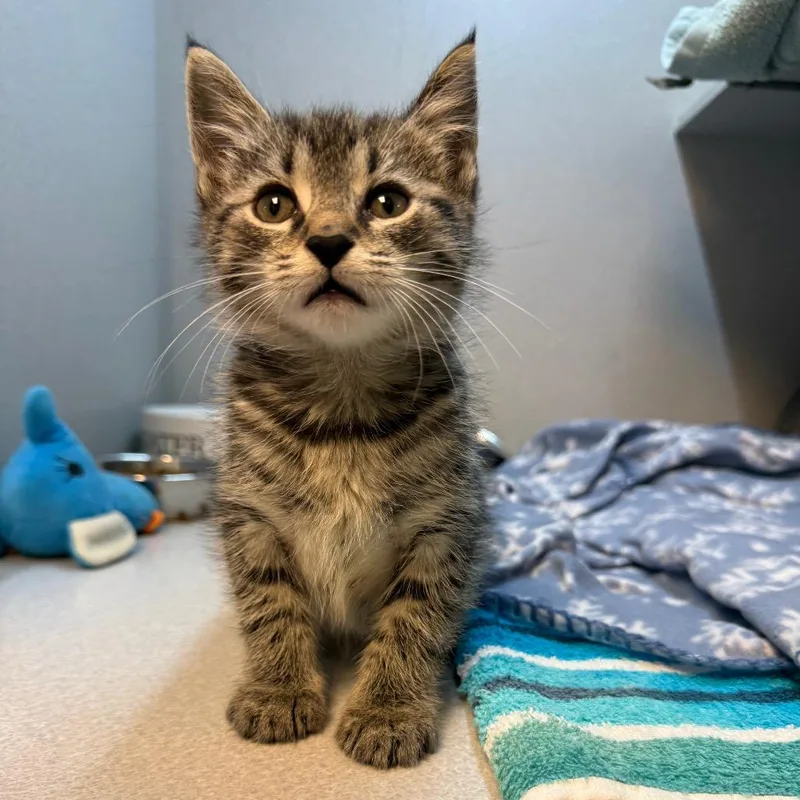 A baby small-sized male Brown / Chocolate Domestic Short Hair cat named QiQi for adoption in Pittsburgh, PA