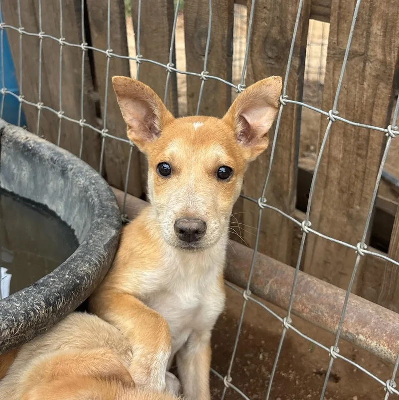 A baby medium-sized male Yellow / Tan / Blond / Fawn Shepherd dog named Otis for adoption in Santa Monica, CA