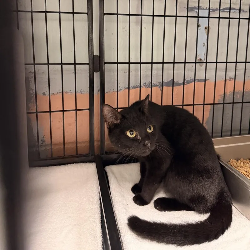 A young small-sized female Black Domestic Short Hair cat named Twilight for adoption in Columbus, NC
