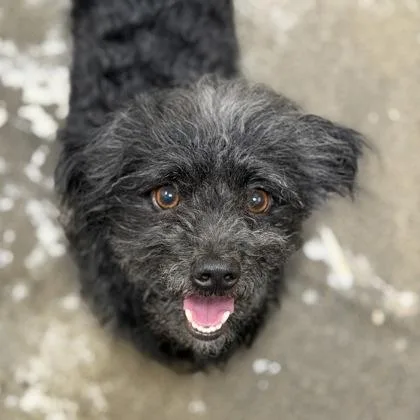 A young small-sized male Terrier dog named Ocito for adoption in Sacramento, CA