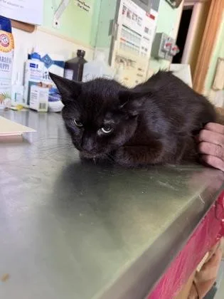 An adult medium-sized female Black Bombay cat named Blossom for adoption in Bedford, IN