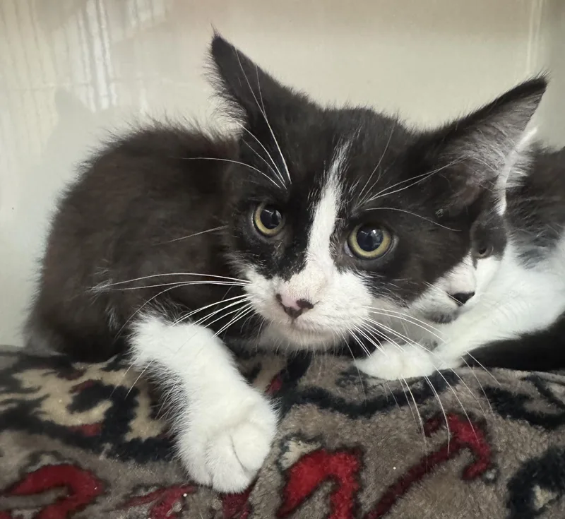 A baby medium-sized male Black & White / Tuxedo Domestic Short Hair cat named Joshua for adoption in Tomah, WI