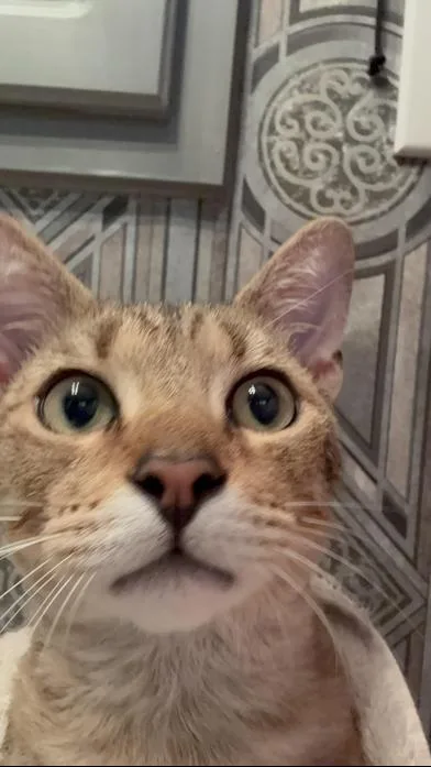 A baby small-sized male Tabby (Brown / Chocolate) Domestic Short Hair cat named Mellow for adoption in Liverpool, TX