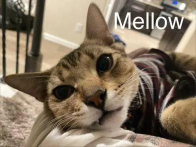 Mellow thumbnail 4