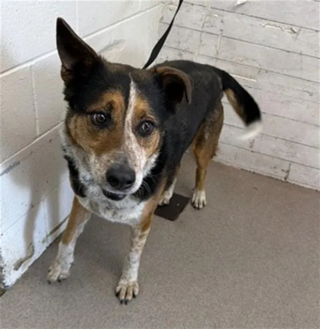An adult medium-sized female Australian Cattle Dog / Blue Heeler dog named Zipper for adoption in San Bernardino, CA