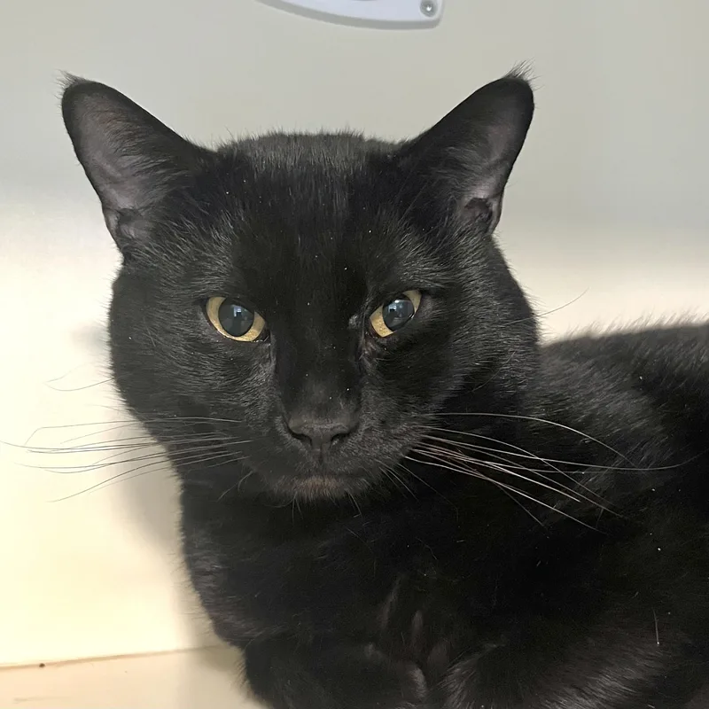 An adult medium-sized male Black Domestic Short Hair cat named Dracula for adoption in Victor, NY