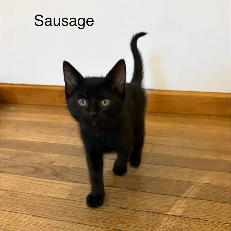 A baby small-sized male Black Domestic Short Hair cat named Sausage for adoption in Chillicothe, IL