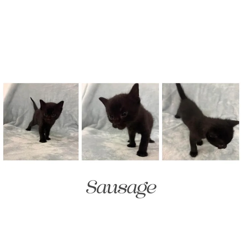 Sausage thumbnail 2