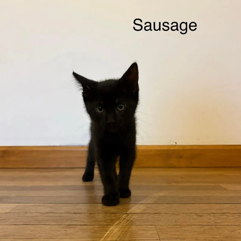 Sausage thumbnail 3