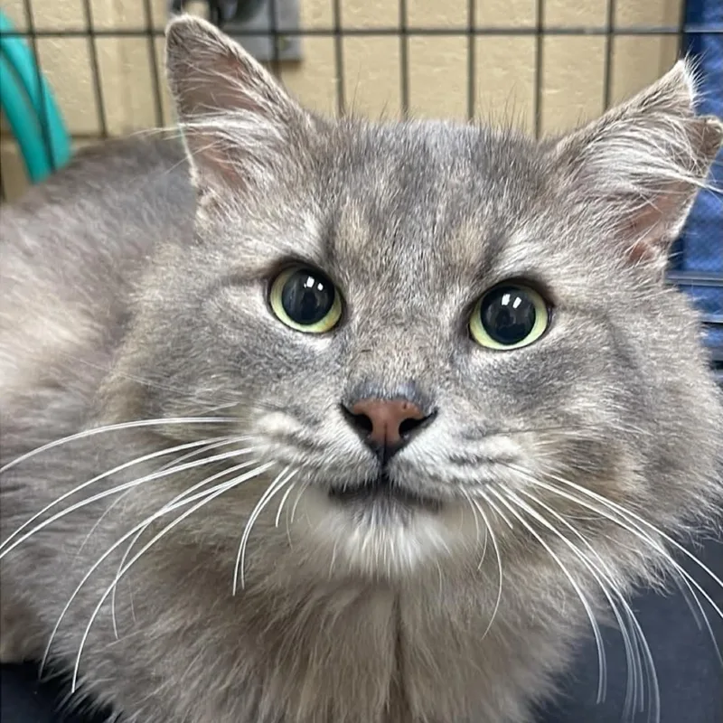 An adult medium-sized male Tabby (Gray / Blue / Silver) Domestic Medium Hair cat named Martin for adoption in Fort Payne, AL