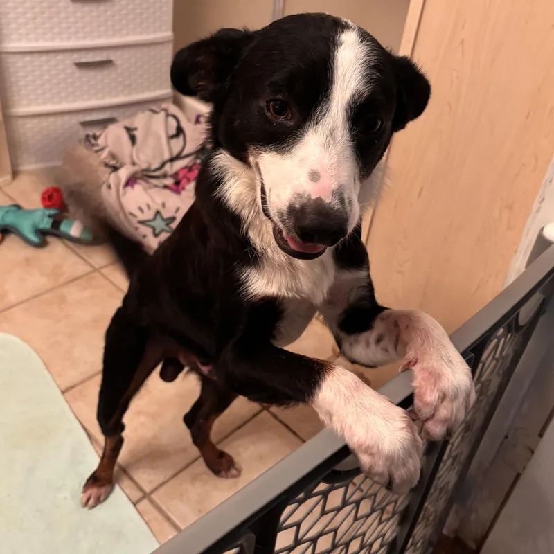 A young medium-sized male Border Collie dog named Sox for adoption in Spring, TX