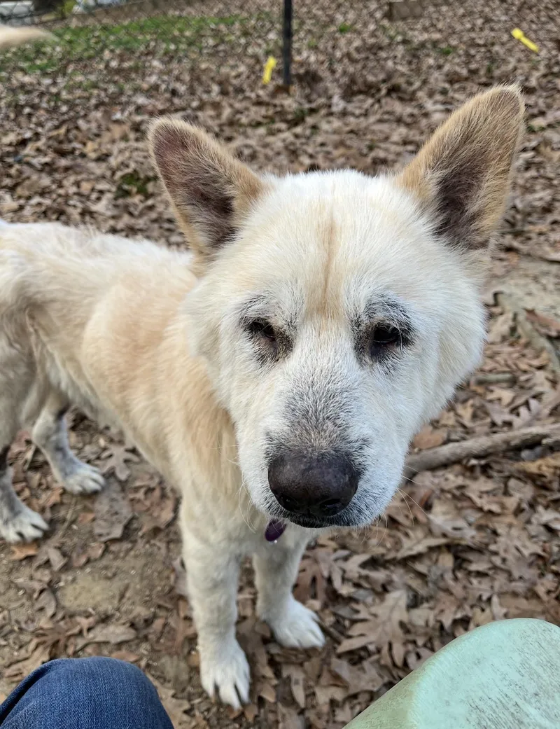 An adult medium-sized male Chow Chow dog named Francis for adoption in Manchester, CT