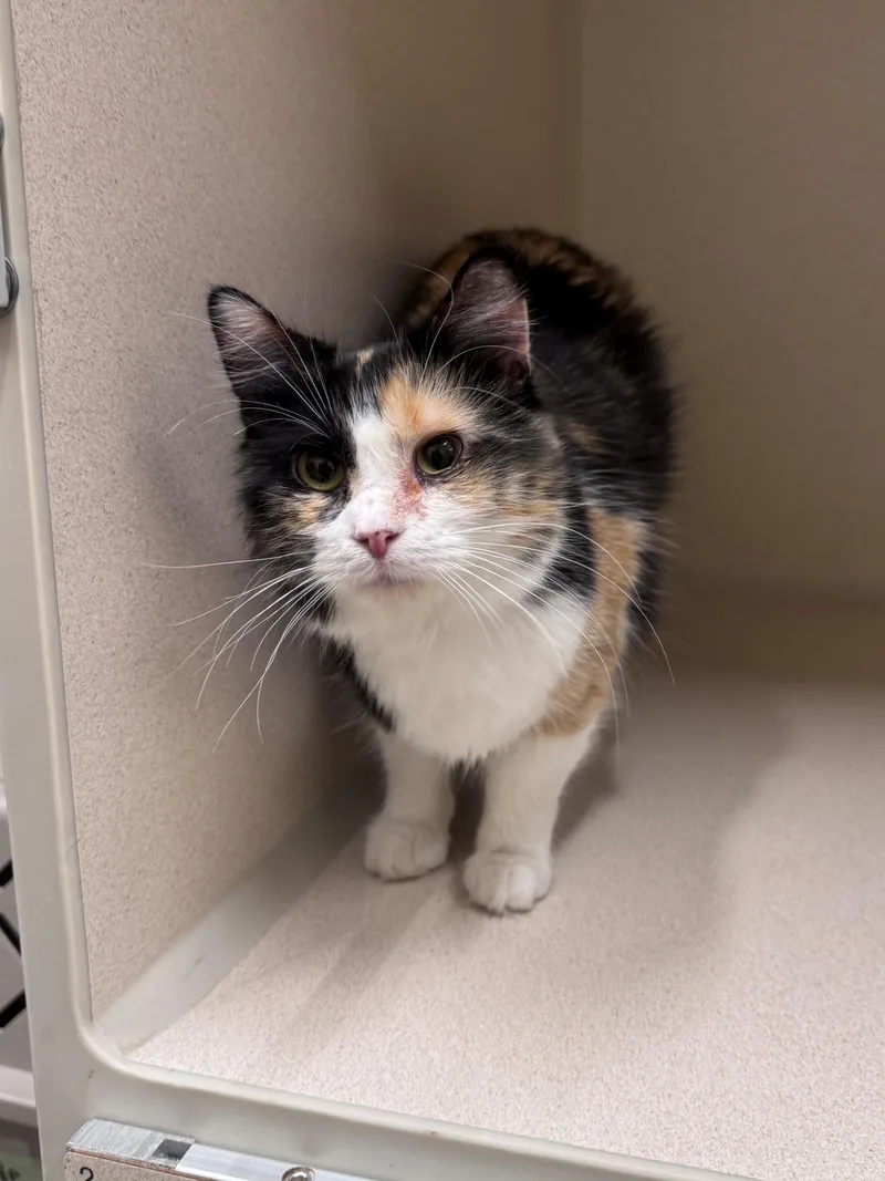 A young small-sized female Calico Domestic Medium Hair cat named Ellery for adoption in Hackensack, MN