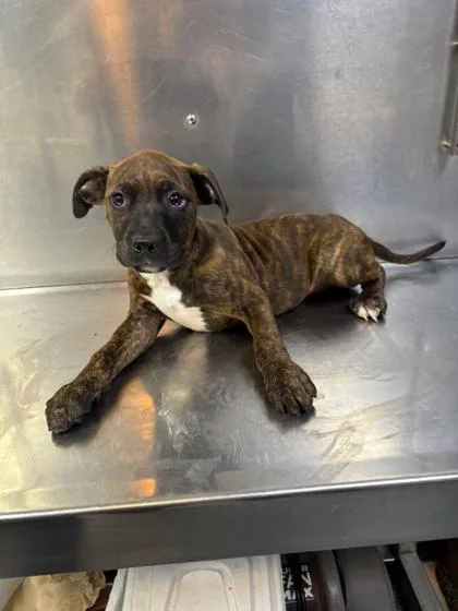 A baby medium-sized female Mixed Breed dog named Rockadile Red D for adoption in West Chester, PA