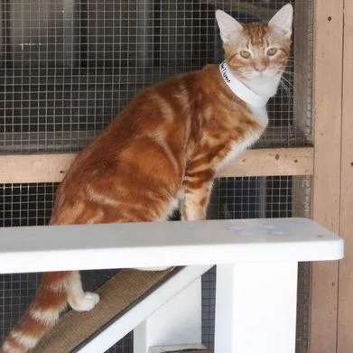 A young large-sized male Orange / Red Domestic Short Hair cat named Moon Dragon for adoption in Birmingham, AL