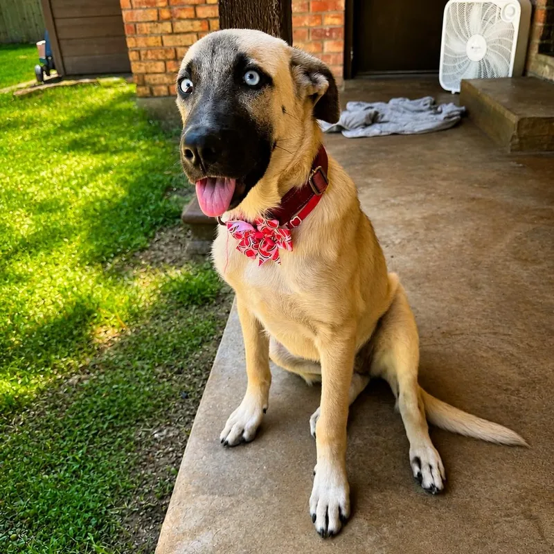A baby medium-sized female White / Cream Black Mouth Cur dog named Lucy for adoption in Humble, TX