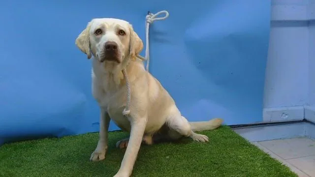 A young large-sized male Labrador Retriever dog named Harvey for adoption in Gardena, CA
