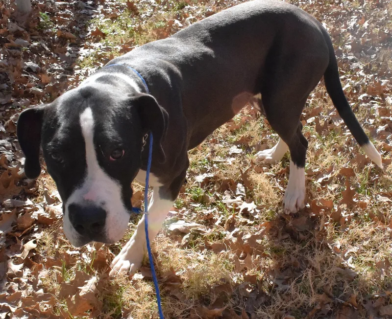 An adult medium-sized male Black Pit Bull Terrier dog named #21878 for adoption in Broken Arrow, OK