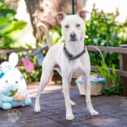 An adult medium-sized male Terrier dog named King for adoption in Honolulu, HI