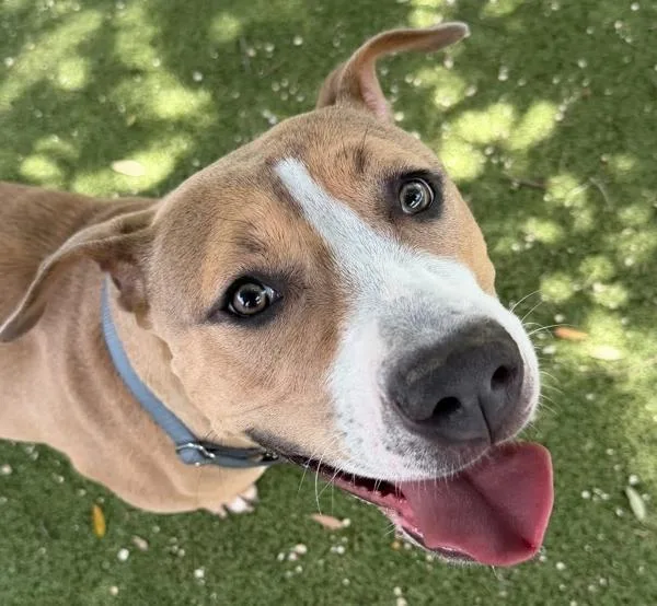 A young large-sized female Mixed Breed dog named Rhiannon for adoption in Austin, TX