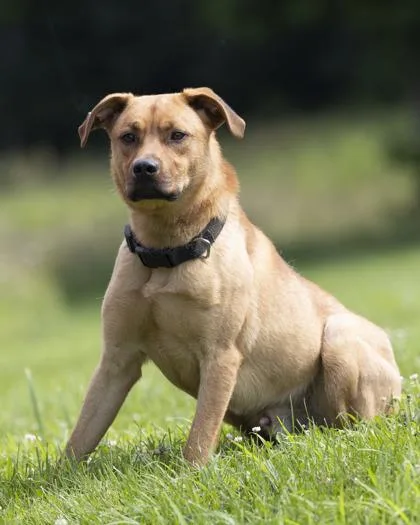 An adult medium-sized male Red / Chestnut / Orange Mixed Breed dog named Memphis for adoption in Bedford, IN