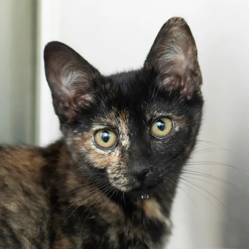 A baby small-sized female Tortoiseshell Domestic Short Hair cat named Kari for adoption in Middletown, RI