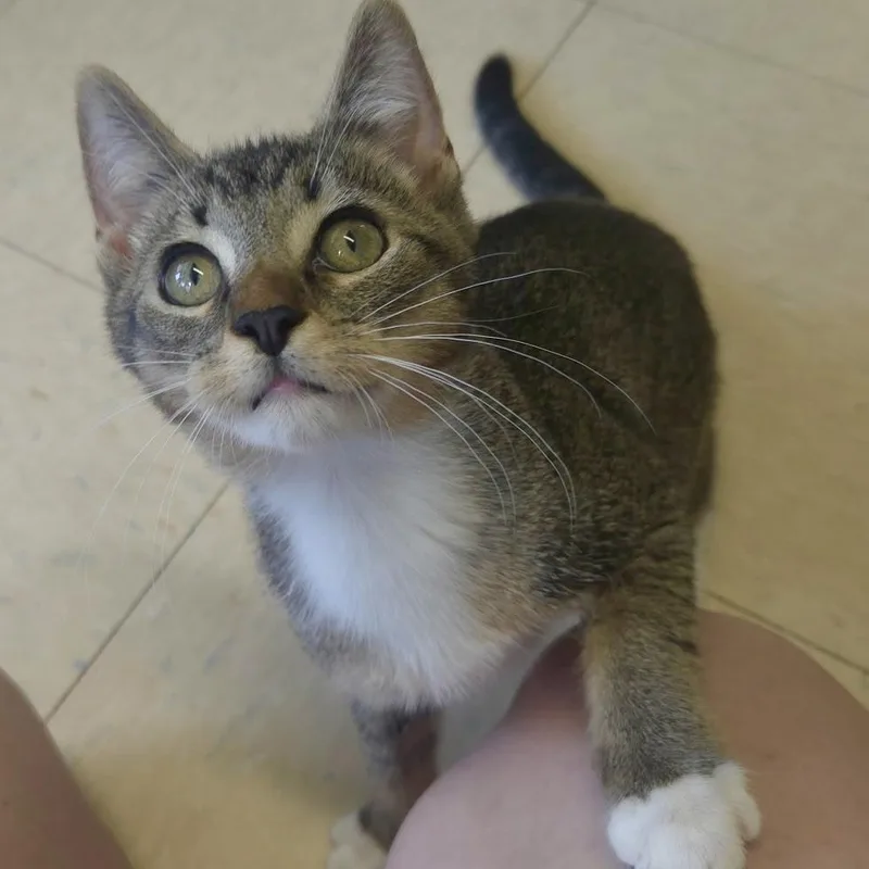 A baby medium-sized male Domestic Short Hair cat named Rickets & Scurvy for adoption in Warwick, RI