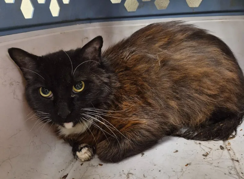 An adult medium-sized female Domestic Short Hair cat named Shadow for adoption in Christiansburg, VA