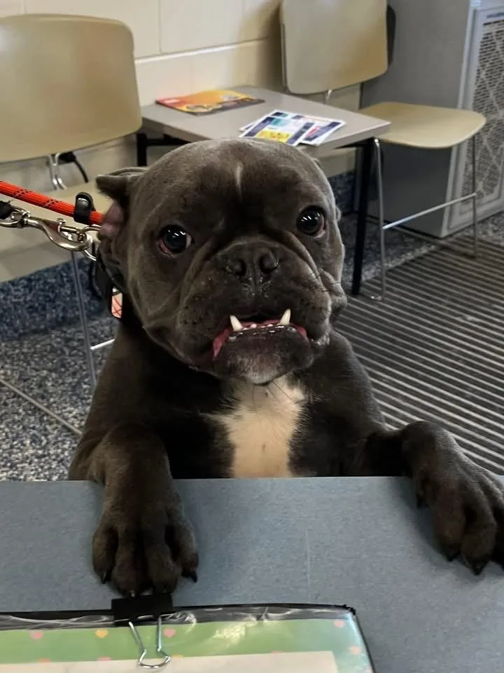 A young medium-sized male French Bulldog dog named Lambo for adoption in Berlin, NJ