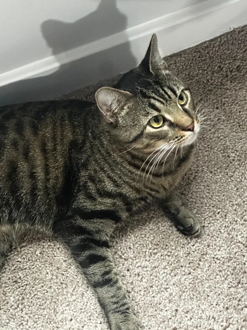 A young medium-sized male Domestic Short Hair cat named Giorgio for adoption in Melrose, MA