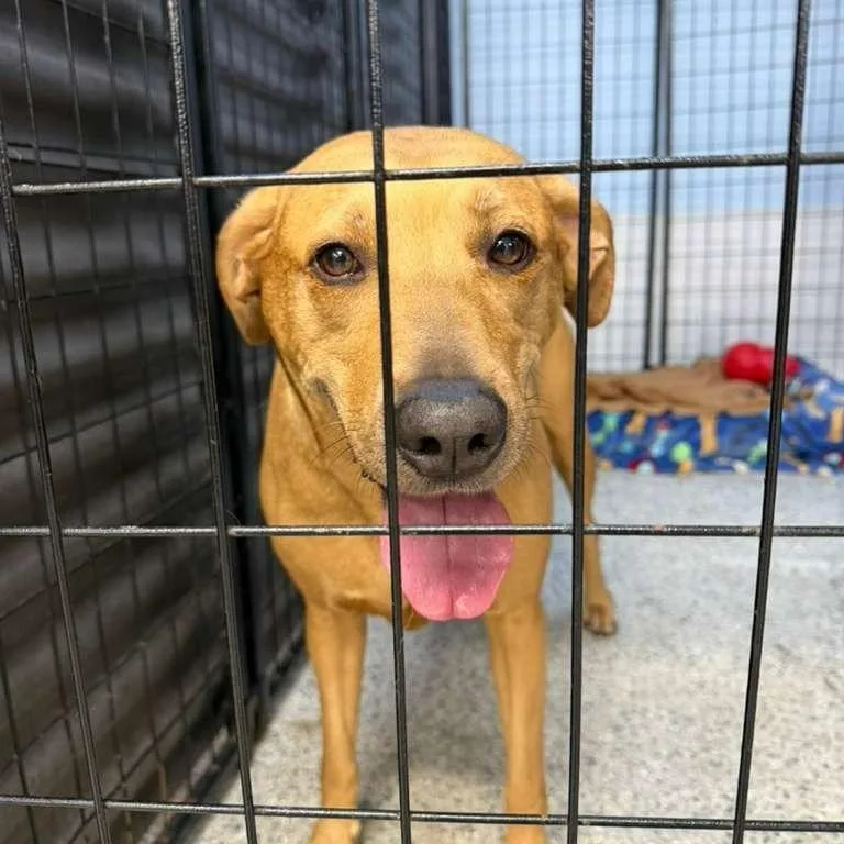An adult large-sized female Yellow / Tan / Blond / Fawn Labrador Retriever dog named Lila for adoption in Lauderhill, FL