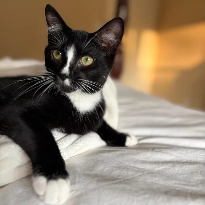 A young small-sized male Black American Shorthair cat named ALPHARETTA Strike for adoption in Blairsville, GA