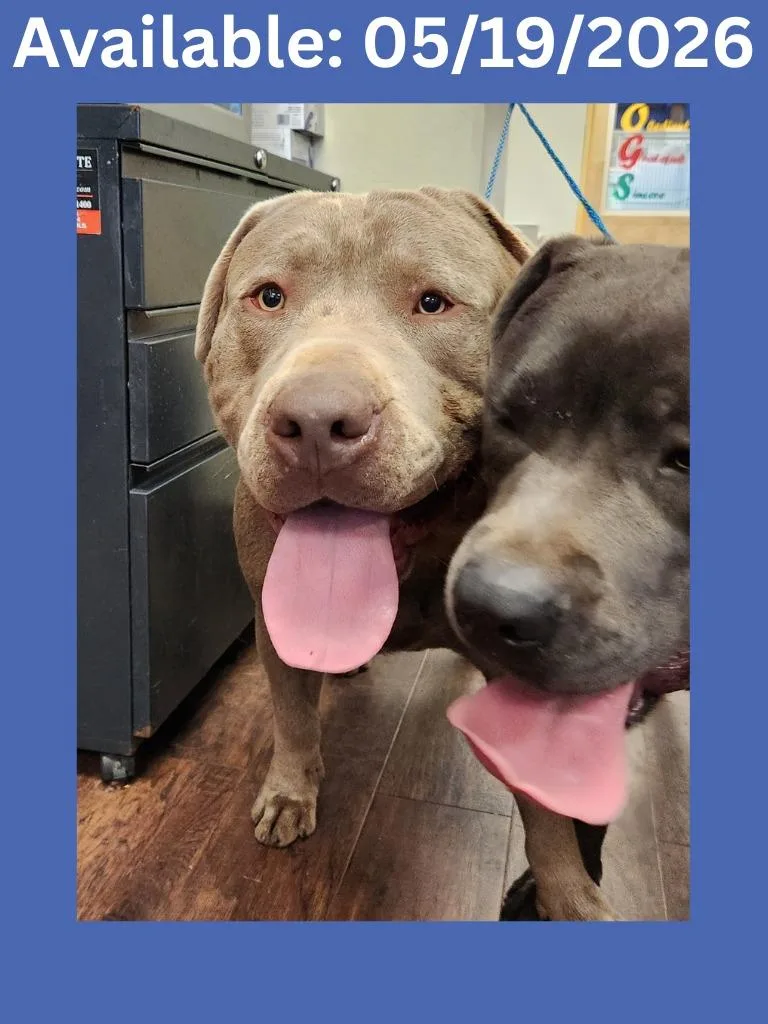 A young extra large-sized male Staffordshire Bull Terrier dog named Dog Kennel for adoption in Greenville, TX