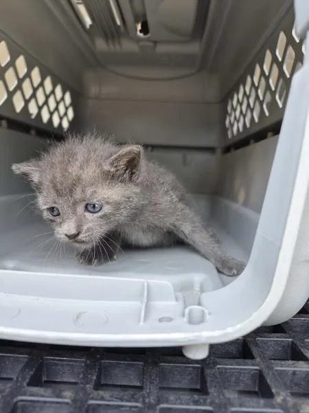 A baby small-sized female Domestic Short Hair cat named Nf for adoption in Lawrenceville, GA