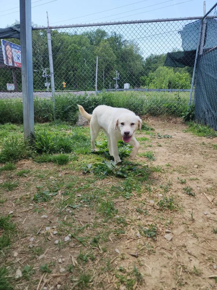 A young medium-sized male White / Cream Mixed Breed dog named Roni for adoption in Evansville, IN