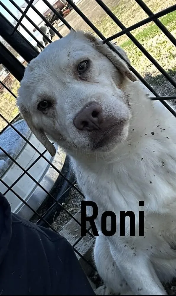 Roni thumbnail 3