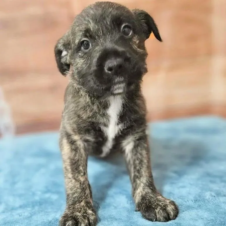 A baby medium-sized male Brindle Pit Bull Terrier dog named Garth for adoption in Griswold, CT
