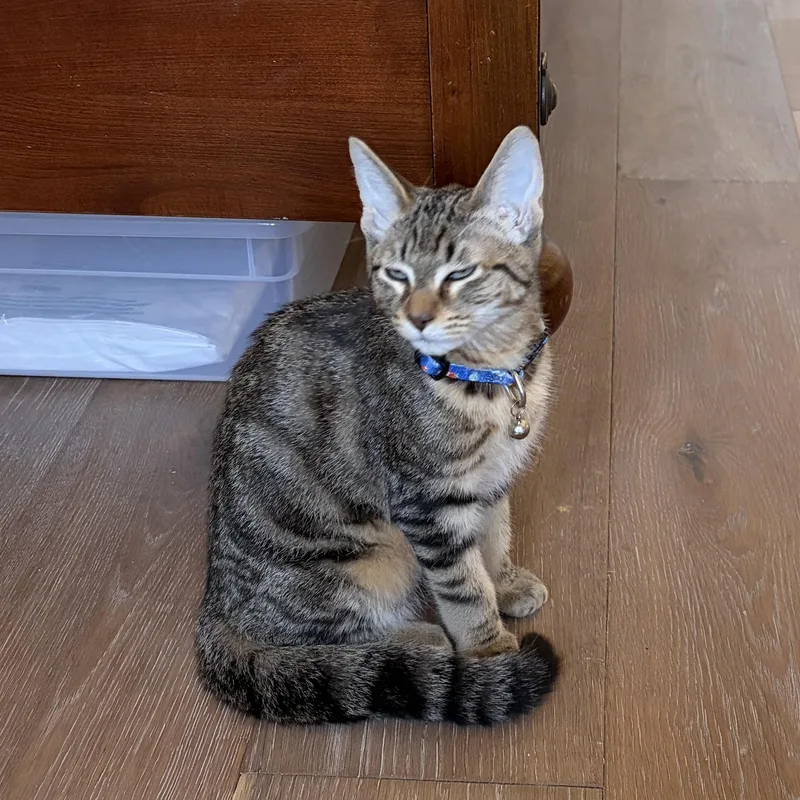 A baby medium-sized male Tabby (Brown / Chocolate) Domestic Short Hair cat named Mischief And Merriment for adoption in Long Beach, CA