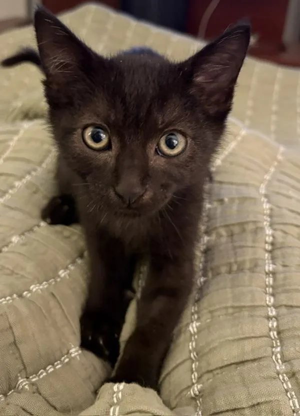 A baby small-sized male Domestic Short Hair cat named Cary for adoption in Novato, CA