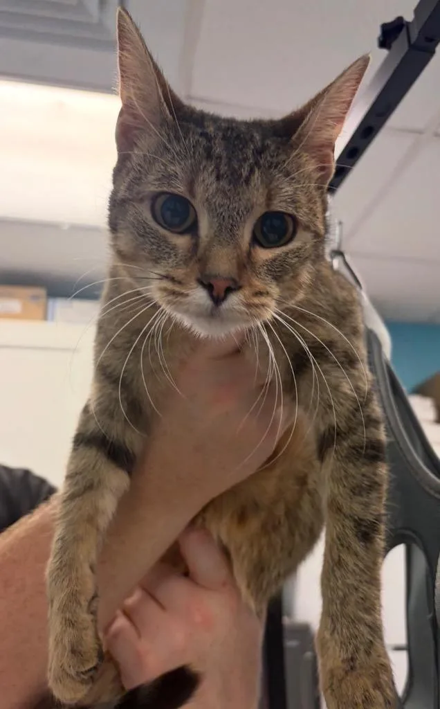 A young small-sized female Domestic Short Hair cat named Mindy for adoption in Maumelle, AR