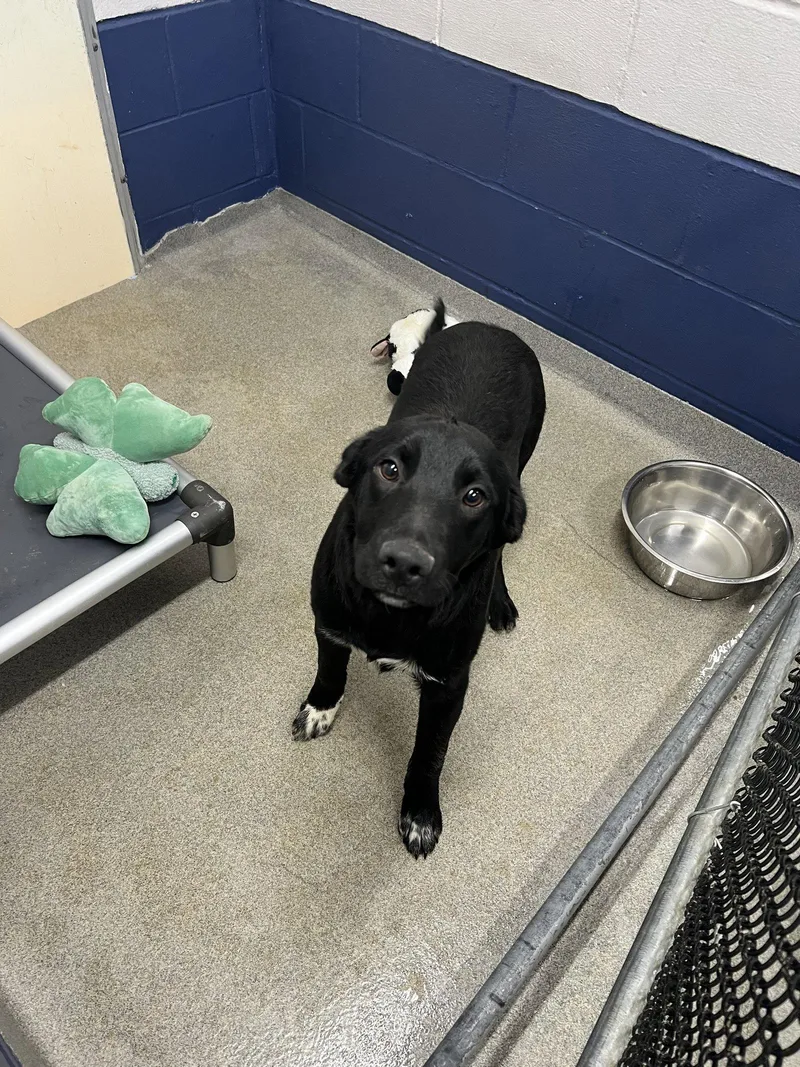 A young medium-sized male Australian Shepherd dog named Wrangler Months Male for adoption in Sterling, MA