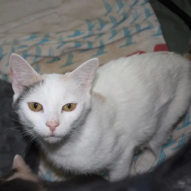 A young medium-sized female White Domestic Short Hair cat named Valerie for adoption in Washington, DC