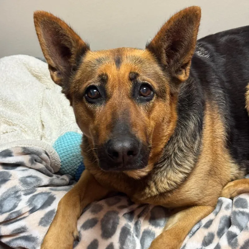 A senior large-sized female Black German Shepherd Dog dog named Torrie for adoption in Santa Barbara, CA