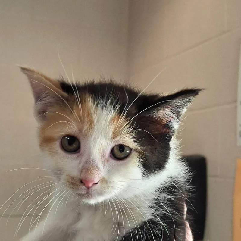 A baby small-sized female Calico Domestic Short Hair cat named Wish for adoption in Zanesville, OH