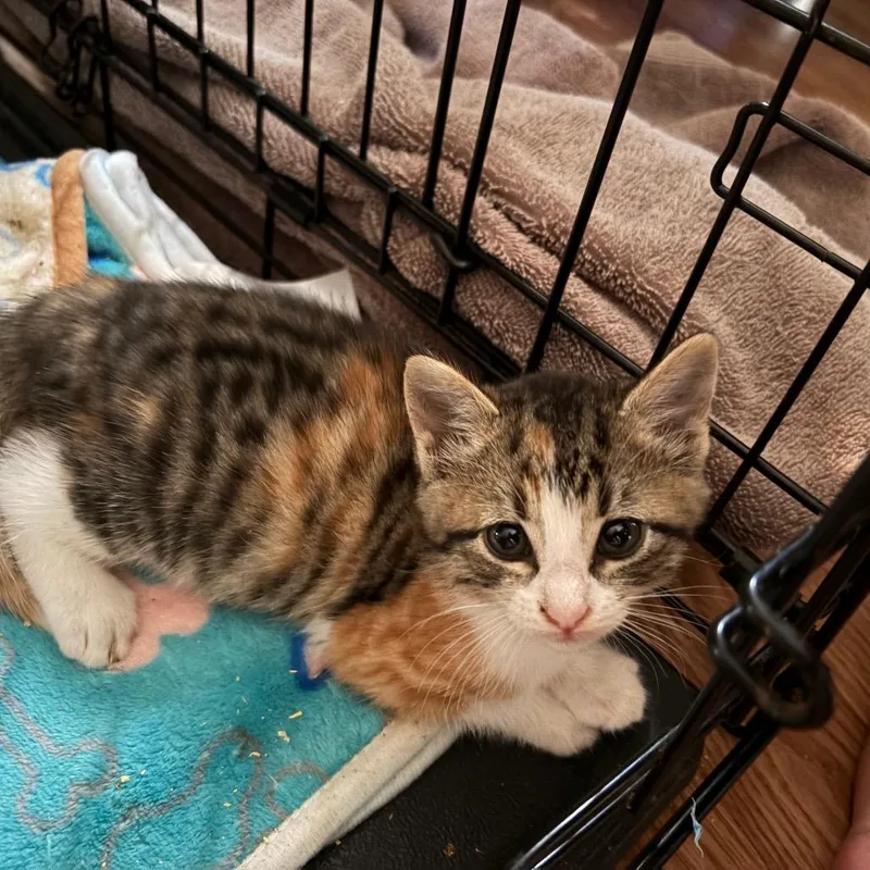 A baby small-sized female Calico Domestic Short Hair cat named Opal for adoption in Calimesa, CA