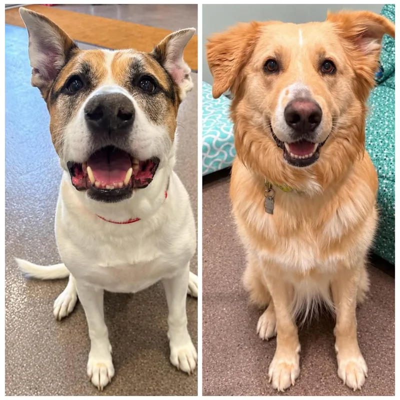A young large-sized male Mixed Breed dog named Baxter and Chance for adoption in Sault Sainte Marie, MI