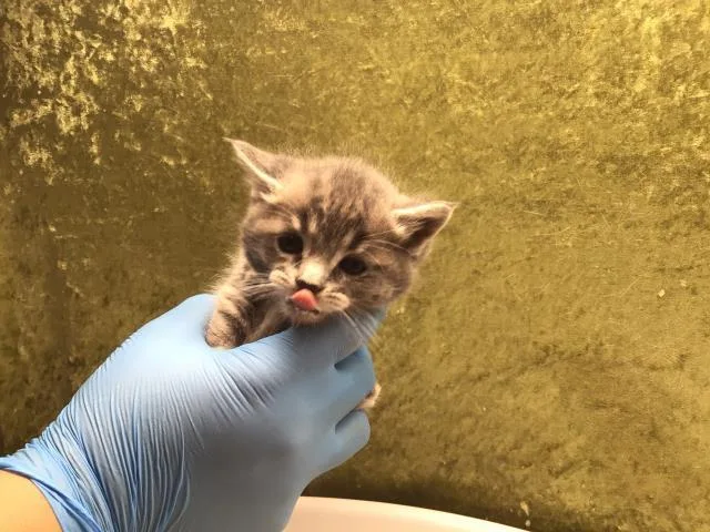 A baby small-sized female Domestic Short Hair cat named Mila for adoption in Riverside, CA