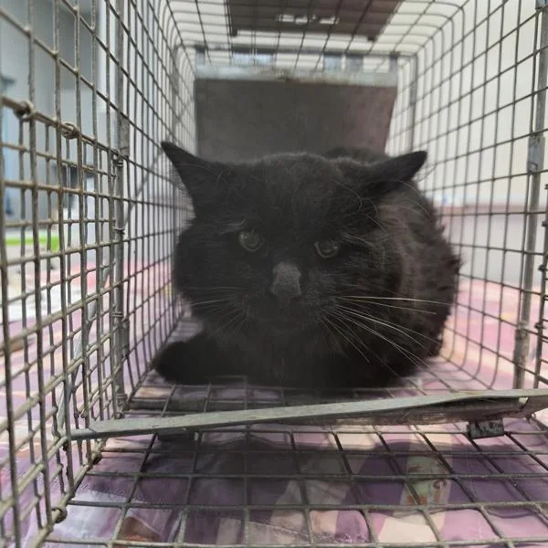 A young medium-sized female Domestic Short Hair cat named Hawk for adoption in Des Moines, IA